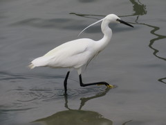 Egretta garzetta
