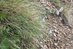 Linum alpinum