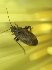 Lepidargyrus ancorifer