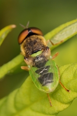 Odontomyia angulata
