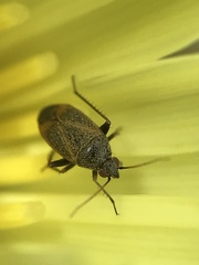 Lepidargyrus ancorifer