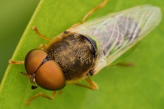 Odontomyia angulata