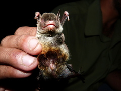 Myotis annectans