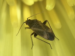 Lepidargyrus ancorifer