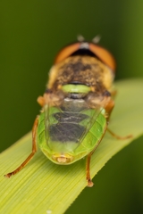Odontomyia angulata