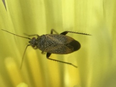 Lepidargyrus ancorifer