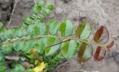 Dovyalis rhamnoides