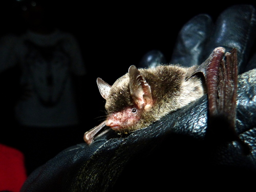 Mandelli's mouse-eared bat (Myotis sicarius) — Vulnerable Mammalia