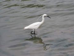 Egretta garzetta