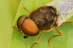 Odontomyia angulata
