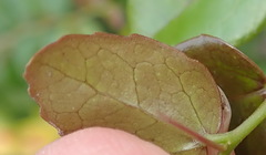 Dovyalis rhamnoides