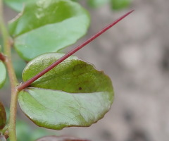Dovyalis rhamnoides