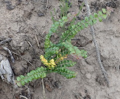 Dovyalis rhamnoides