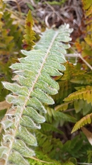 Pleopeltis lepidopteris