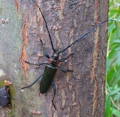Aromia moschata ambrosiaca