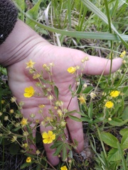 Potentilla patula