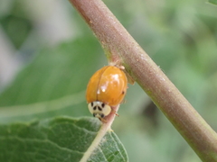 Coccinellini
