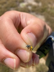 Andrena nasonii