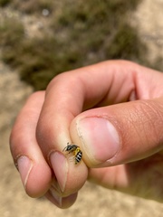 Andrena nasonii