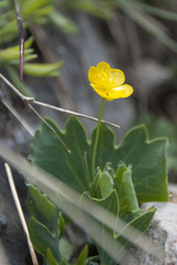 Ranunculus hybridus