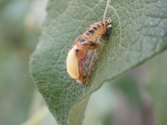Coccinellidae