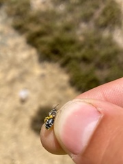 Andrena nasonii