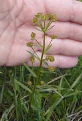 Euphorbia microcarpa