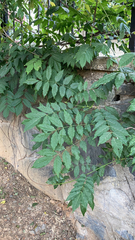 Wisteria sinensis