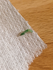 Insecta