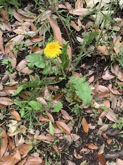 Taraxacum officinale