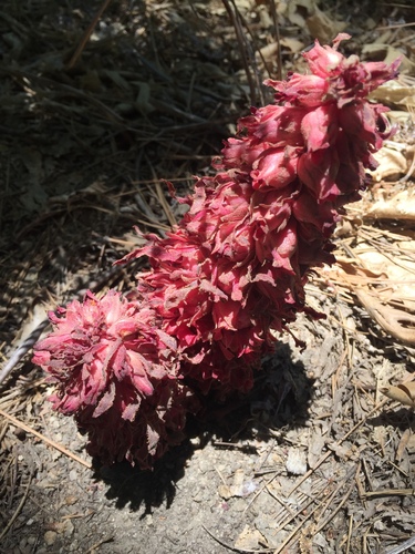 iNaturalist observation photo of Snowplant