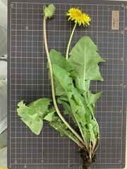Taraxacum officinale