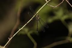 Macromidia rapida
