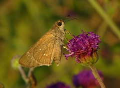 Torbenlarsenia gemella