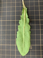 Taraxacum officinale