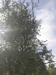 Leuenbergeria guamacho