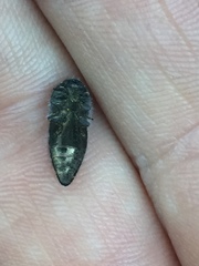 Acmaeodera connexa