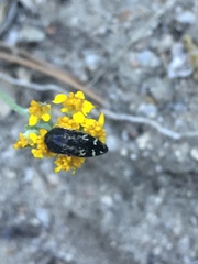 Acmaeodera connexa