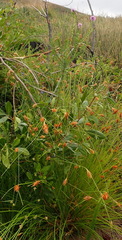 Selago villicaulis