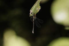 Gynacantha ryukyuensis