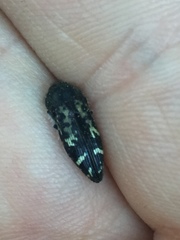 Acmaeodera connexa