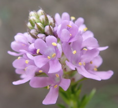 Selago villicaulis