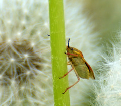 Carpocoris fuscispinus
