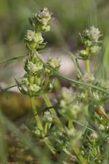 Galium anisophyllon