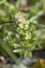 Galium anisophyllon
