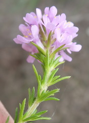 Selago villicaulis