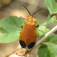 Lycus arizonensis