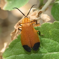 Lycus arizonensis