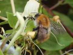 Bombus