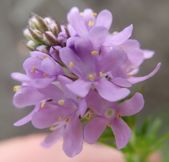 Selago villicaulis